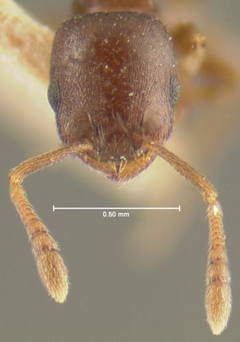 Media type: image; Entomology 21043   Aspect: head frontal view